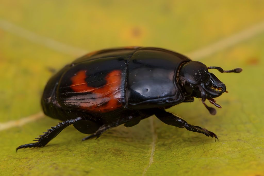Histeridae - Hister quadrimaculatus